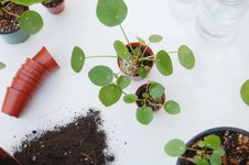 Thumbnail of How to Propagate Pilea Peperomioides