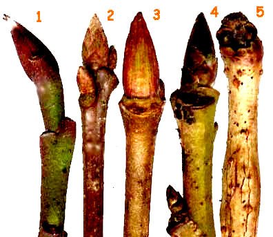 Thumbnail of Oaks produce clusters of buds at the tip of each twig, covered by multiple overlapping scales. - Google Search