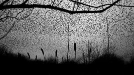 Thumbnail of A collection of Murmuration photographs from Cavendish Mill