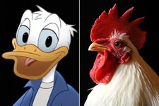 Thumbnail of Donald Duck avoids cannibalism, uses cauliflower wings over chicken on 'Hot Ones'