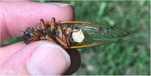 Thumbnail of A specialized fungal parasite (Massospora cicadina) hijacks the sexual signals of periodical cicadas (Hemiptera: Cicadidae: Magicicada)