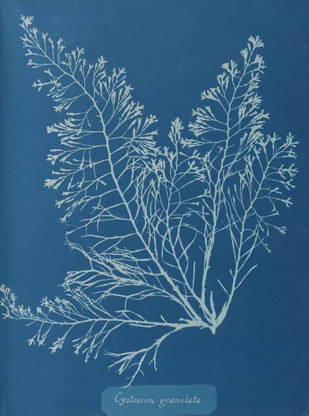 Thumbnail of ‘Cystoseira granulata’ by Anna Atkins from Photographs of British Algae: Cyanotype Impressions (1843)