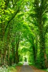 Thumbnail of Natural Capitalism is a Fallacy