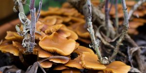 Thumbnail of September, October