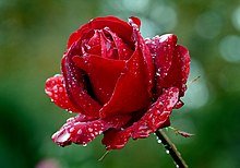 Thumbnail of Rose