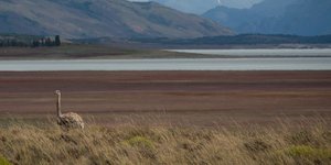 Thumbnail of 312: The Age of Rewilding. Martians. Babelfish 🐡. Universal blood? Golden monkeys.