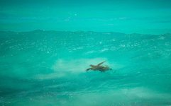 Thumbnail of Everything in the Universe, From Wandering Turtles to Falling Rocks, Is Surrounded by ‘Fields’ That Guide and Direct Movement