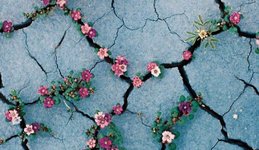 Thumbnail of The immeasurable