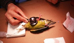 Thumbnail of The parakeet has a goiter