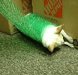 Thumbnail of chihuahuaspin.com