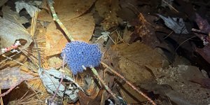 Thumbnail of Natural Community Visit 003: Vernal Pools & Phenological Traditions