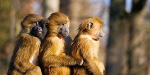 Thumbnail of What monkeys can tell us about community