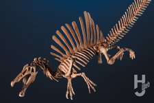 Thumbnail of 『ジュラシックワールド』等で話題の「スピノサウルス」を最新復元!! 実物大の復元骨格にも負けない「リアル」な佇まいに注目【プラノサウルス復元プロジェクト】 – Hobby JAPAN Web