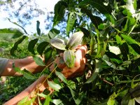 Thumbnail of Keystone Tree Crops Cooperative