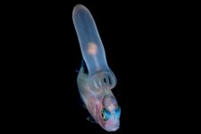 Thumbnail of ギャラリー：「風船ガム」をくわえる魚も、夜の海の奇妙な生きものたち写真6点
