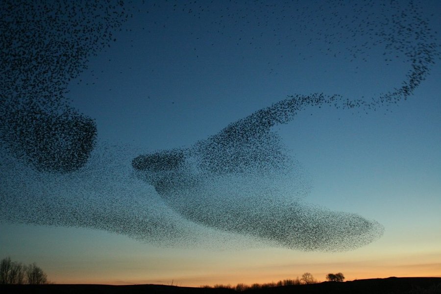 Thumbnail of A collection of Murmuration photographs from Cavendish Mill
