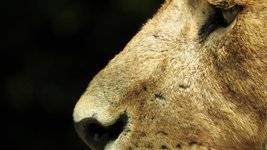 Thumbnail of Brave search engine adds privacy-focused AI - no Google or Bing needed