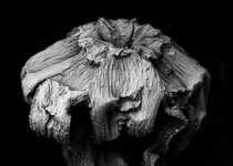 Thumbnail of decaying-plants-captured-with-a-scanning-electron-microscope.1__880.jpg | Are.na