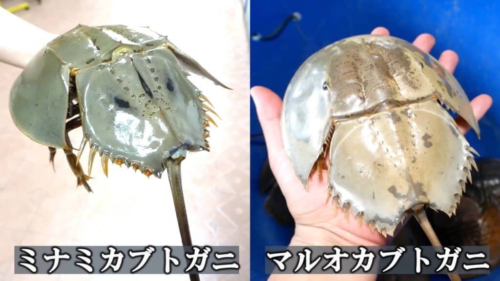 Thumbnail of 日本では絶滅危惧種、“生きた化石・カブトガニ”の甲羅の裏には……「うおー！」予想もつかない光景に「すっげぇぇぇぇ…生物って未知やな〜」「最高です」（2/3） | その他生き物 ねとらぼ