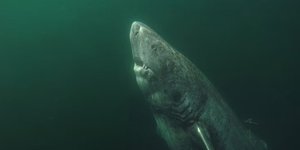 Thumbnail of The longevity of the Greenland shark