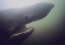 Thumbnail of Cetorhinus maximus - Wikimedia Commons