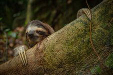 Thumbnail of ナマケモノは命がけでうんち、死因の半分以上の報告も、なぜ？