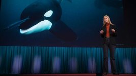 Thumbnail of Karen Bakker: Could an orca give a TED Talk?
