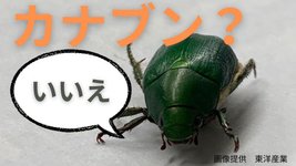 Thumbnail of プランターの土の中から「カブトムシの幼虫にそっくりな生物」根の食害を防ぐには?「成虫はカナブンそっくり」（RSK山陽放送） - Yahoo!ニュース