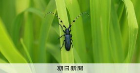 Thumbnail of 日本の1カ所だけで確認のカミキリムシ絶滅回避へ「再導入」の試み:朝日新聞