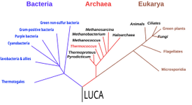 Thumbnail of Last universal common ancestor