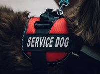 Thumbnail of How to Train a Psychiatric Service Dog
