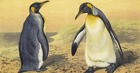 Thumbnail of How Evolution Invented Faith: The Patience of the Penguin and the Art of Withstanding Abandonment