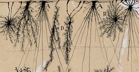 Thumbnail of The Cell vs. the Crystal: The Philosopher-Naturalist John Burroughs on What Makes a Great Poem and a Great Person