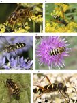 Thumbnail of Mimicry - Wikipedia
