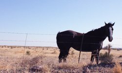 Thumbnail of Somebody That I Used To Know