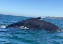 Thumbnail of The Constant Conversation