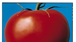 Thumbnail of The Ketchup Conundrum | The New Yorker