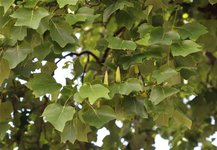 Thumbnail of Tuliptree or Tulip Poplar (U.S. National Park Service)