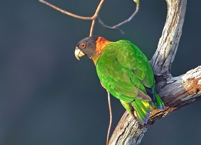 Thumbnail of Bluesky