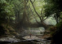 Thumbnail of Regenerative design: meet the creatives taking a rooting interest in learning from nature