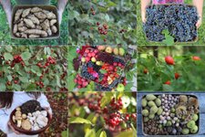 Thumbnail of 100+ Things to Forage in Fall