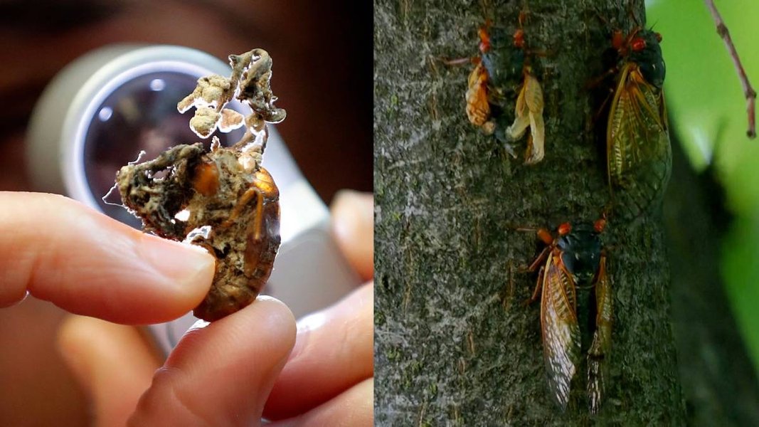 Thumbnail of mushroom growing from cicada - Google Search