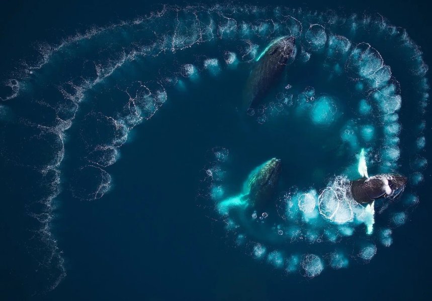 Thumbnail of What is bubble net feeding?