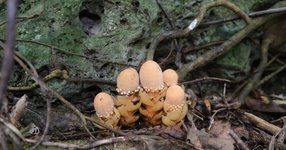 Thumbnail of 希少な寄生植物が秘める進化の謎