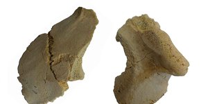 Thumbnail of How many bathrooms have Neanderthals in the tile?
