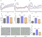 Thumbnail of Frontiers | Quercetin ameliorates obesity and inflammation via microbial metabolite indole-3-propionic acid in high fat diet-induced obese mice