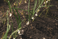 Thumbnail of Lead Gen: How to Get Your First Fractional Clients