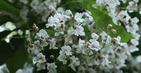 Thumbnail of Sound Gallery: IN A GARDEN by Brian Eno - Serpentine Galleries