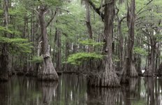 Thumbnail of Wetland - Freshwater, Biodiversity, Ecosystems | Britannica
