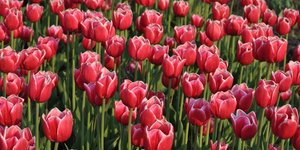 Thumbnail of Datasets as Imagination